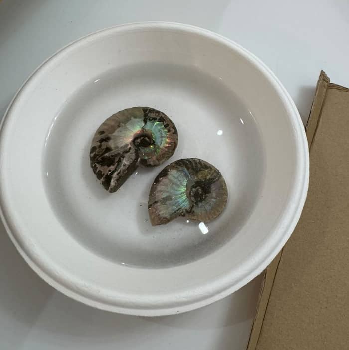 Reconstruction of an Ammonites Dactylioceras commune