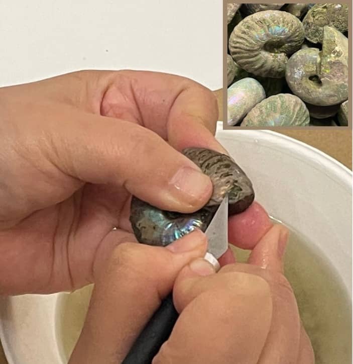 アンモナイトの化石 (1)